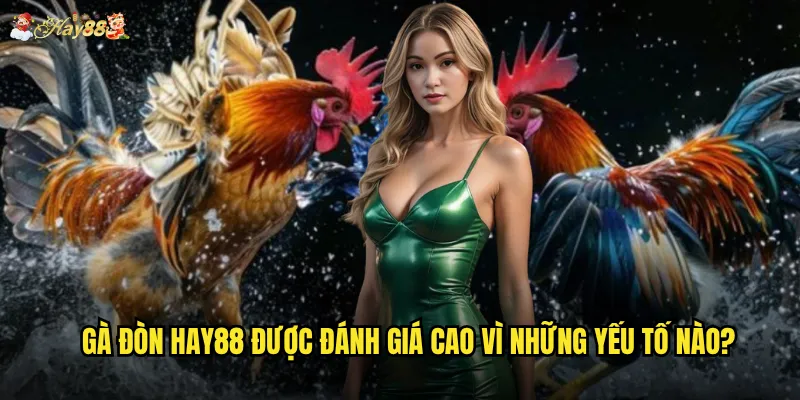 Gà Đòn hay88 được đánh giá cao vì những yếu tố nào?