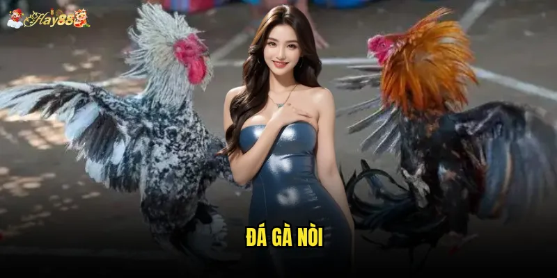 Đá gà nòi hay88 có thực sự là đẳng cấp của giới sành sỏi? 8 Đá gà nòi