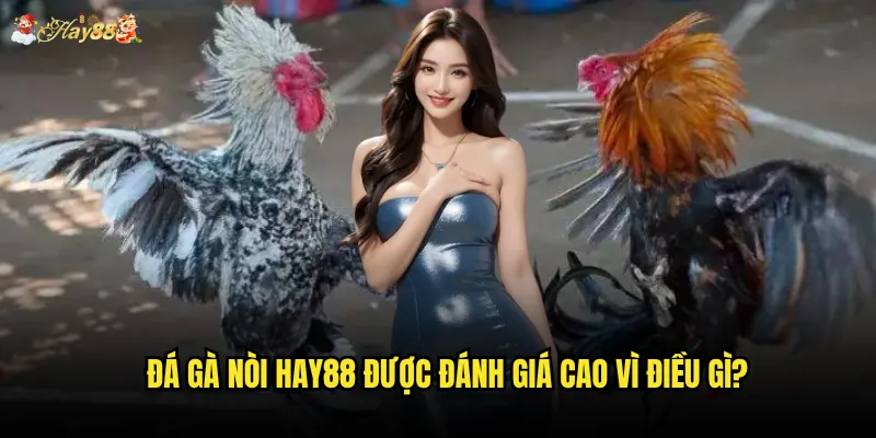 Đá gà nòi hay88 được đánh giá cao vì điều gì?