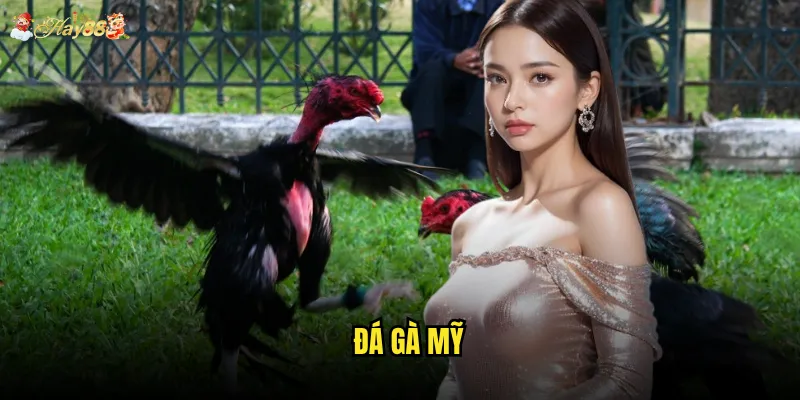 Đá gà mỹ hay88 có phải là chuẩn mực quốc tế mới? 3 Đá gà mỹ