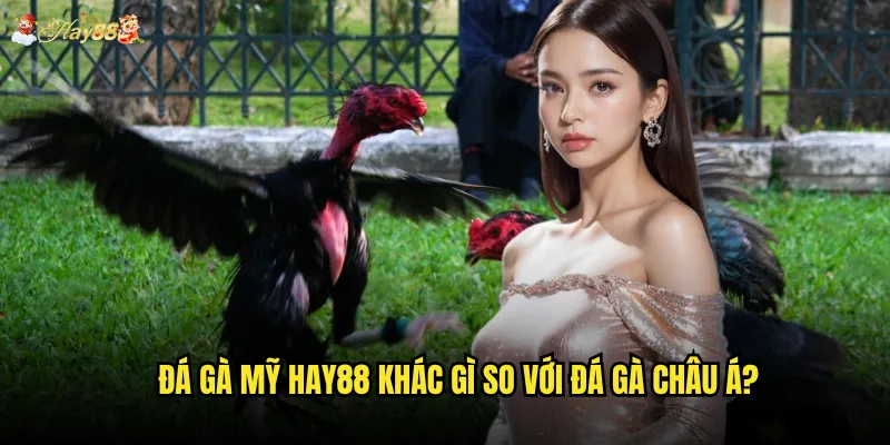 Đá gà mỹ hay88 khác gì so với đá gà châu Á?